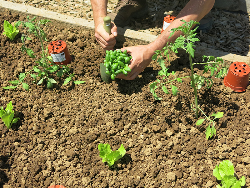 Solata in bazilika se v bližini paradižnika počutita odlično. Solata in bazilika se v bližini paradižnika počutita odlično.