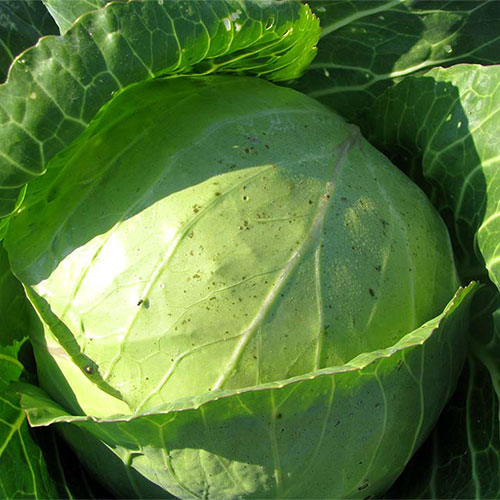 V juliju sadimo tudi zelje za jesenski čas