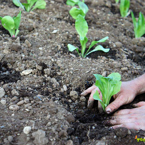 Ne pozabite na sajenje radiča.
