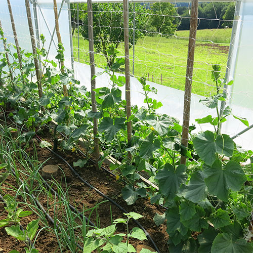 Sejemo in sadimo tudi na prazna mesta v rastlinjaku.