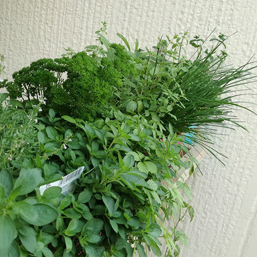 Pogled na zeliščna korita v poletnem času