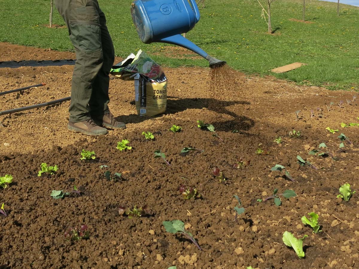 Primer mešane grede s solato in nadzemno kolerabico