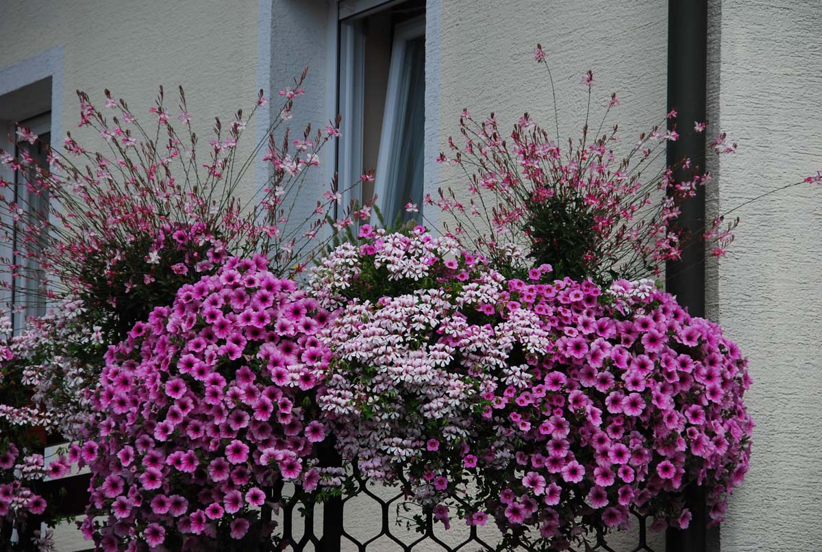 V aprilu sadimo, da bo poleti lepo cvetelo