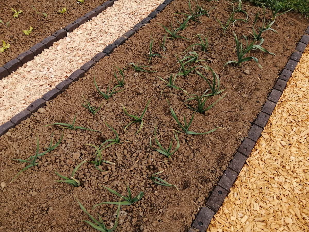 Najprej uredimo vrtno pot in nadaljujemo s sajenjem