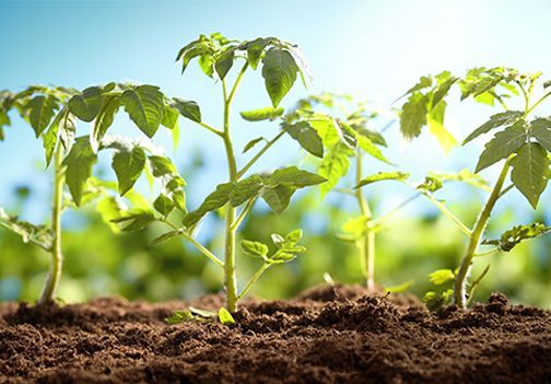 3 načini vzgoje paradižnika - v vrtu, gredi in loncu