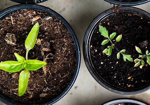  Šest korakov do zdravega pridelka z lastnimi sadikami