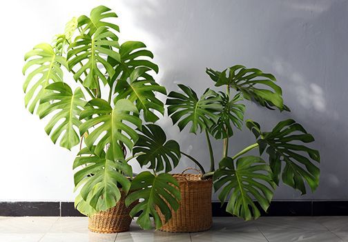 Monstera: sobna rastlina enostavna za oskrbo