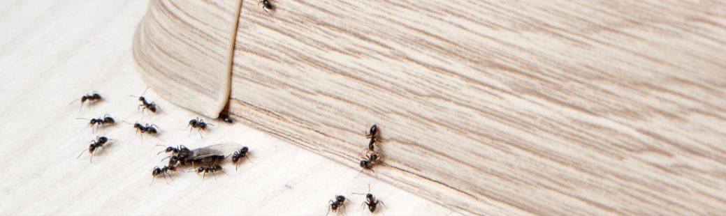 Kako se znebiti mravelj?