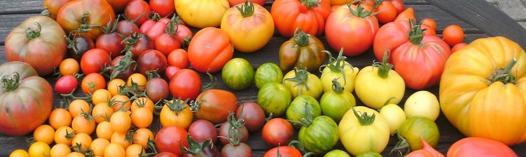 Kako vzgojiti EKO sočne paradižnike in druge plodovke?