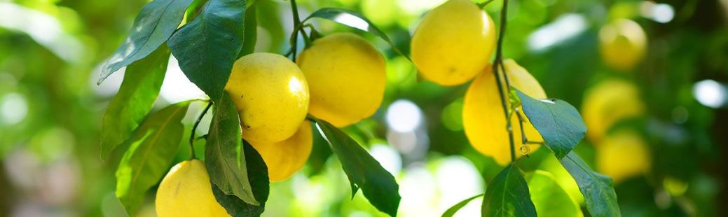 Limona - od sadike do drevesa