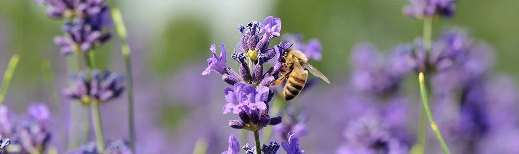MEDOVITE RASTLINE: zelišča, cvetoče trajnice, drevesa in ostale rastline, ki jih čebele obožujejo