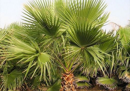 Rajske palme in mediteranske rastline