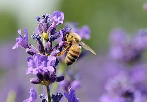 MEDOVITE RASTLINE: zelišča, cvetoče trajnice, drevesa in ostale rastline, ki jih čebele obožujejo