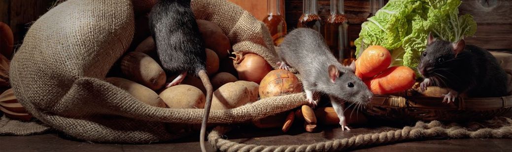 Miši in podgane lahko uničijo ozimnico