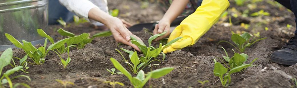 Organsko gnojenje: zdrava tla in zdrava hrana