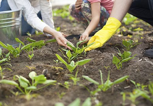 Organsko gnojenje: zdrava tla in zdrava hrana