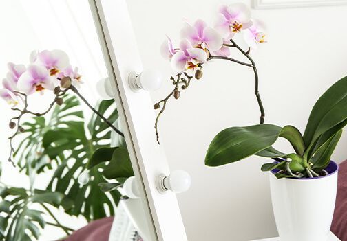 Vzdrževanje in nega orhideje
