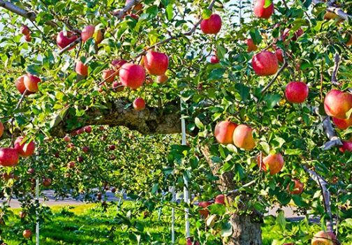 Kako pripraviti domači jabolčni kis: korak za korakom