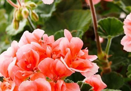 Sajenje in nega pelargonij