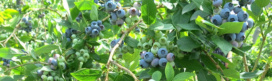 Vrtnarski triki za obilen pridelek ameriških borovnic, jagod in malin