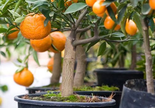 Vzgoja domačih citrusov