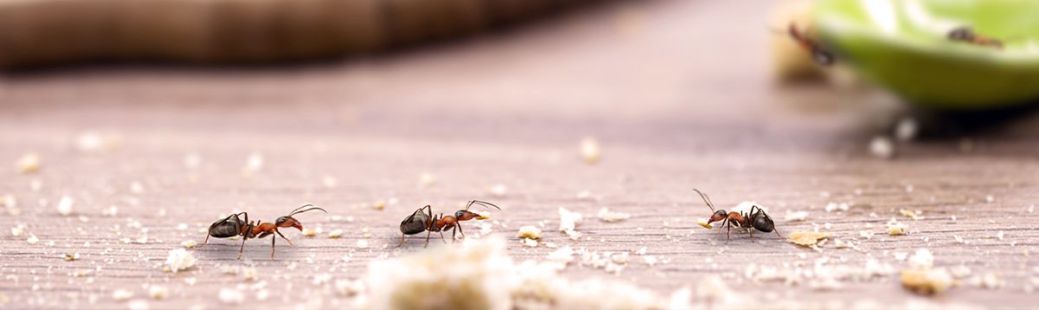 Zaščita pred insekti, komarji, muhami, hrošči, pajki