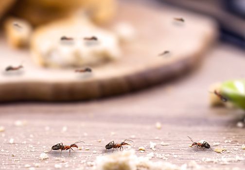 Zaščita pred insekti, komarji, muhami, hrošči, pajki