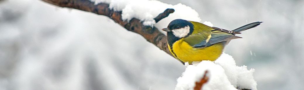 Zimska skrb za ptice