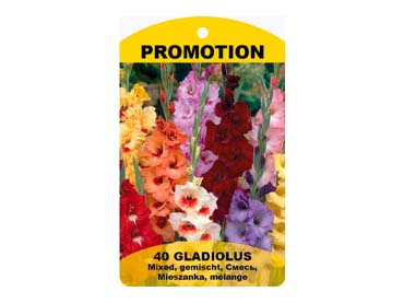 Gladiola