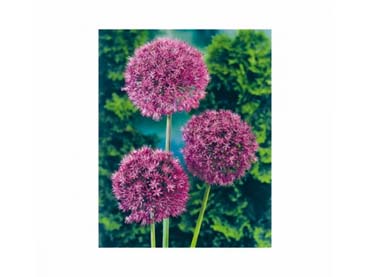 Allium