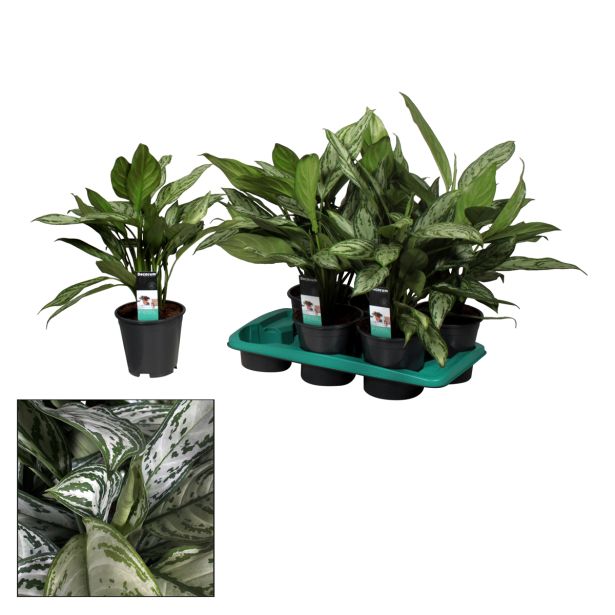 AGLONEMA L17