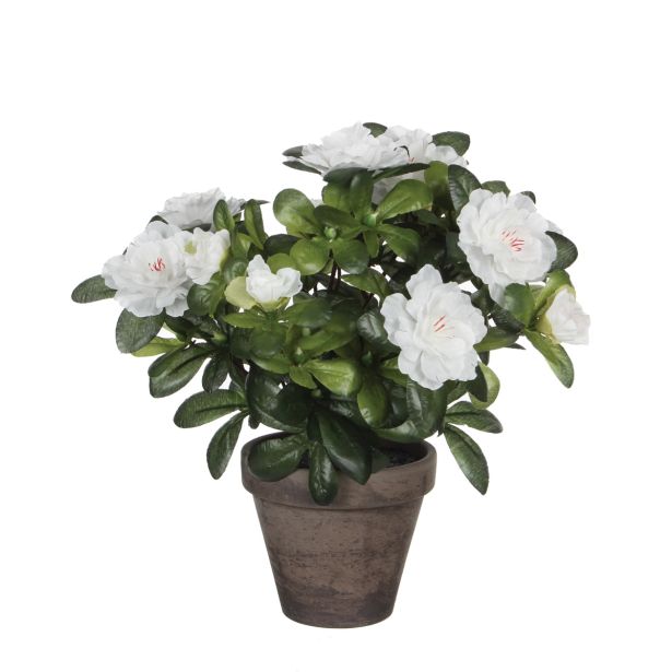 UMETNA LONČNICA MICA AZALEA BELA SIV LONČEK H27XD11.5 CM