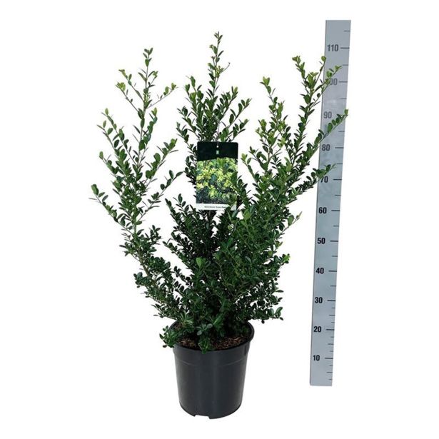 BODIKA GREEN HEDGE L18 V30