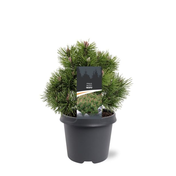 BOR MUGO MOPS L23 CM