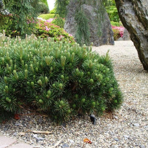 BOR RUŠEVJE (PINUS MUGO MUGHUS) L17 CM