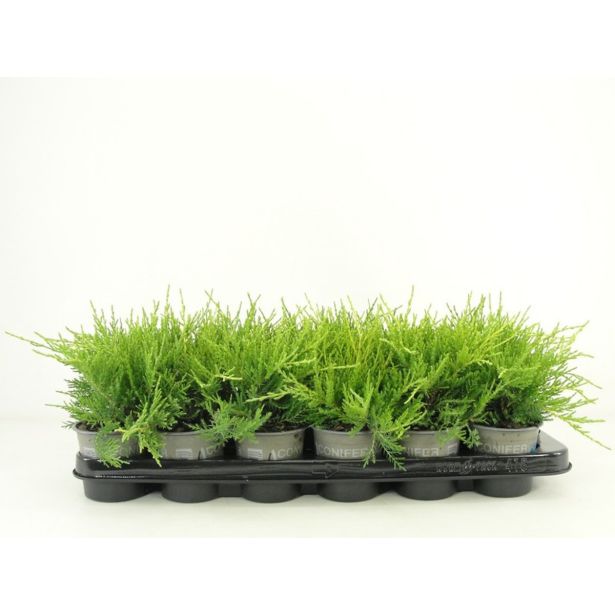 BRIN MIX L9 CM