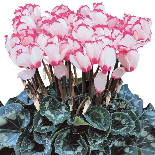 CIKLAMA CYCLAMEN PERSICUM L12 HALIOS