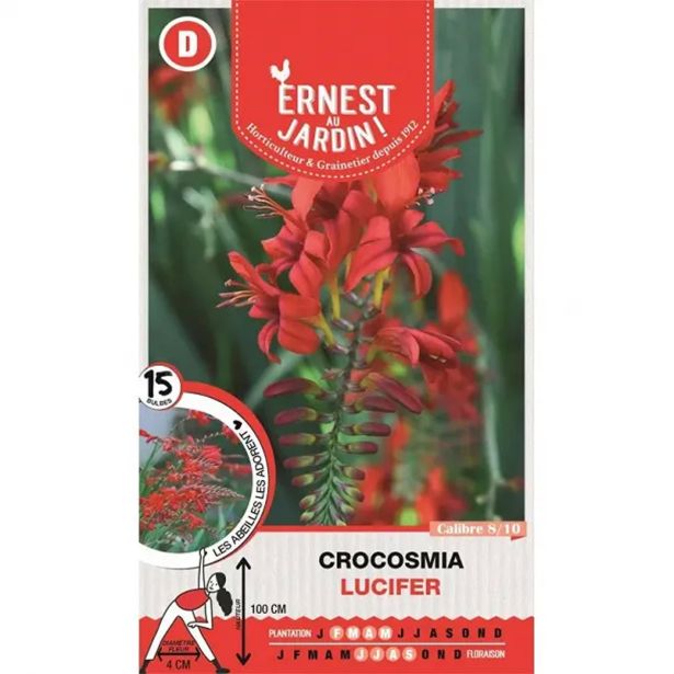 CROCOSMIA  LUCIFER