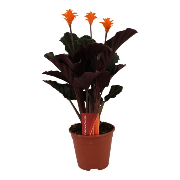 CVETOČA SOBNA RASTLINA CALATHEA CROCATA 3-4 CVET L14 CM