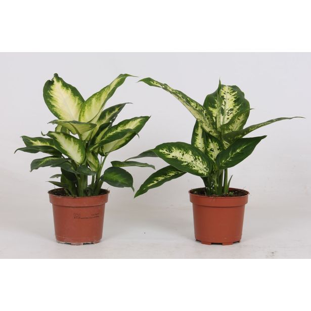 DIFENBAHIJA CAMILLA COMPACTA L12 CM