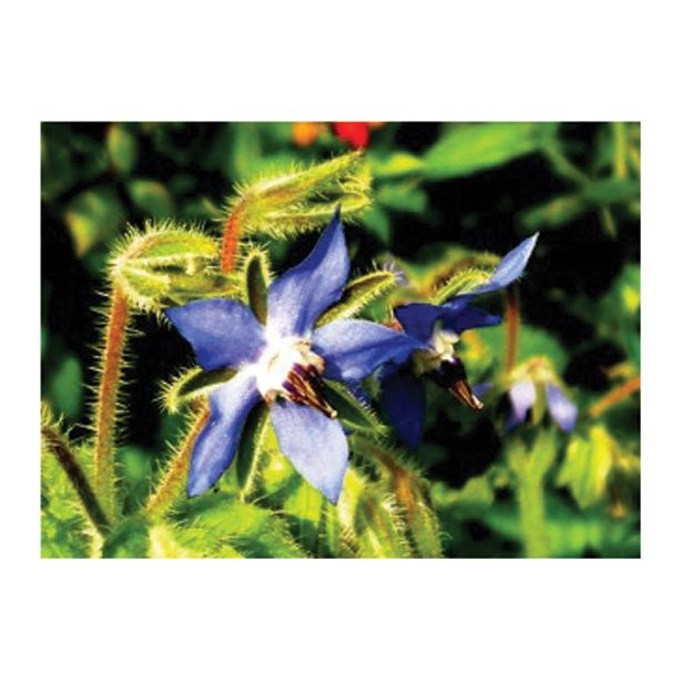 DIŠAVNICA VOLMARY BORAGO OFFICINALIS BORRIS BOREČ