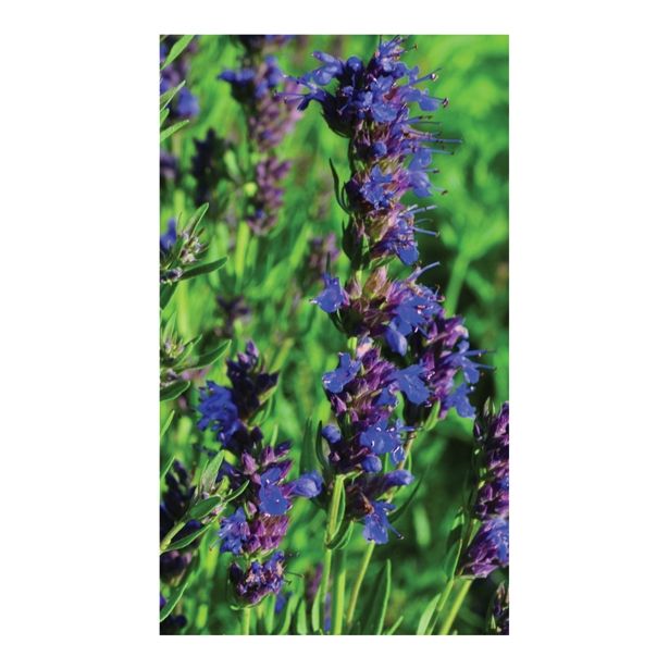 MIX DIŠAVNIC IN ZELIŠČ VOLMARY HYSSOPUS OFFICINALIS BLUE PRAVI HIZOP L12