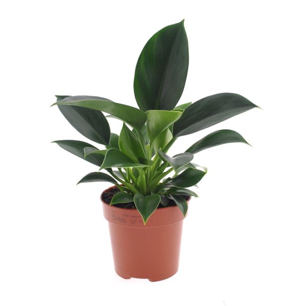 FILODENDRON GREEN PRICESS L12