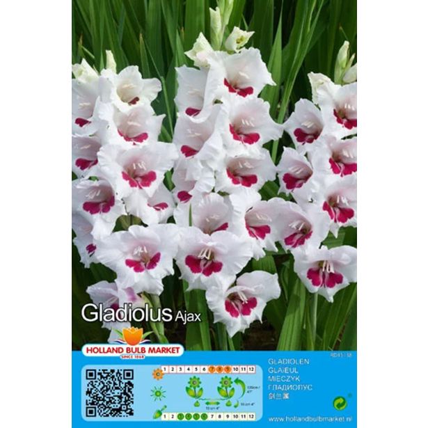 GLADIOLA HOLLAND BULB MARKET AJAX