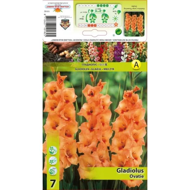 GLADIOLA HOLLAND BULB MARKET OVATIE