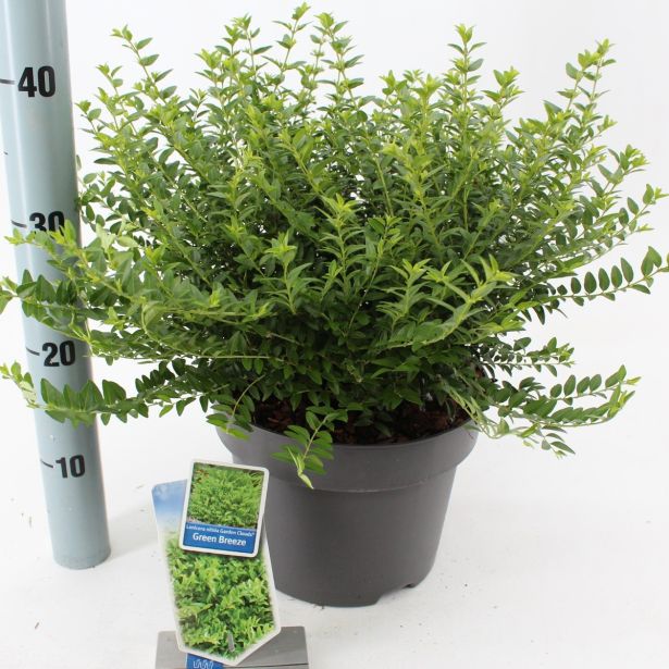 GRMOVNICA OKRASNA V LIST. LONICERA GREEN BREEZE L15 V30