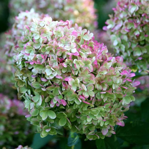 HORTENZIJA LATASTA LIMELIGHT L19 CM