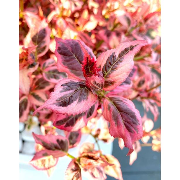 HORTENZIJA PISANOLISTNA (SERRATA) EUPHORIA PINK L19 CM