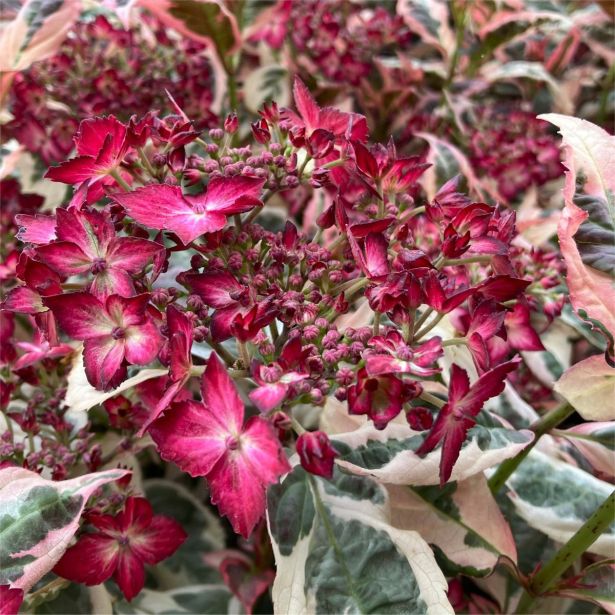 HORTENZIJA PISANOLISTNA (SERRATA) EUPHORIA PINK L19 CM