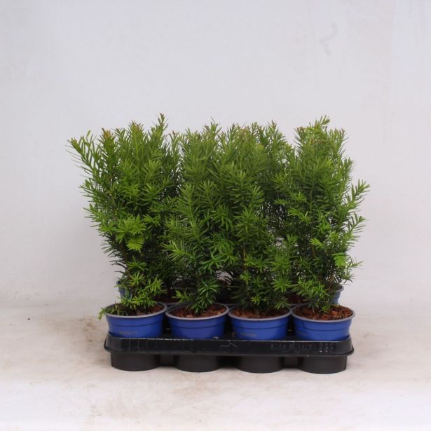 IGLAVEC TISA HICKSII L11 CM